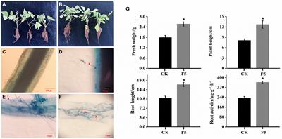 Small RNA profiling reveals the involvement of microRNA-mediated gene regulation in response to symbiosis in raspberry